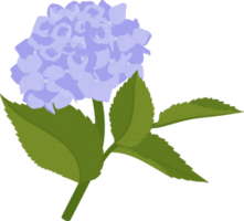 ilustración de flor de hortensia azul. png