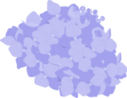 illustrazione di fiori di ortensia blu. png