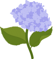 Blue hydrangea flower illustration. png