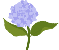 ilustração de flor de hortênsia azul. png