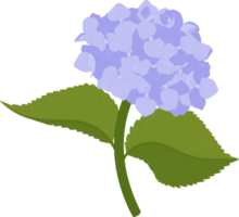 ilustração de flor de hortênsia azul. png