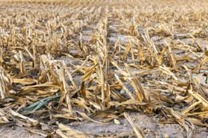 harvesting corn, close up photo