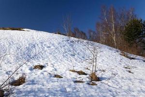 árboles en invierno foto