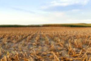 harvesting corn, defocus photo