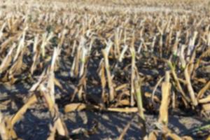 harvesting corn , defocus photo