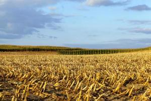 harvesting corn, defocus photo