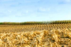 harvesting corn , defocus photo