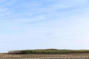 harvested mature corn photo