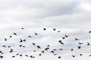 pájaros volando en el cielo foto