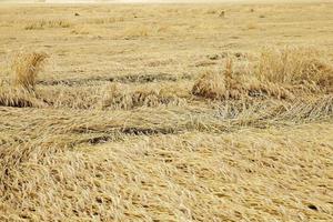 farm field cereals photo