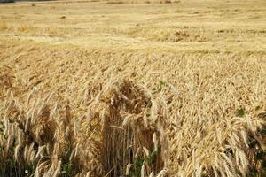 farm field cereals photo