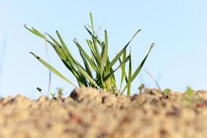 young grass plants, close-up photo