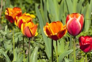 tulipanes rojos de cerca foto