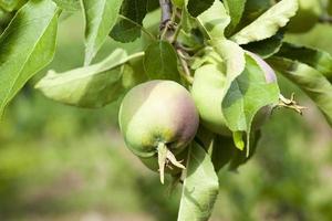 green leaves of apple trees and apples photo