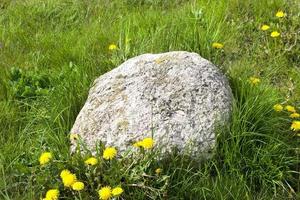 green grass close up photo