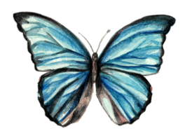 dessin à l'aquarelle d'un papillon lumineux aux ailes bleues. papillons morpho. isolé sur fond blanc png
