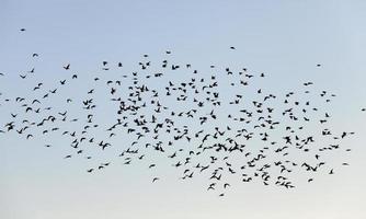 birds flying in the sky photo