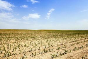 corn field . Agricultural photo