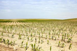 corn . Agricultural field photo