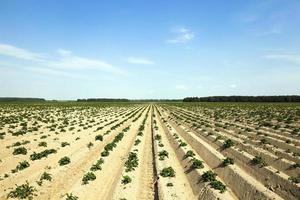 sprouting potatoes. Field photo