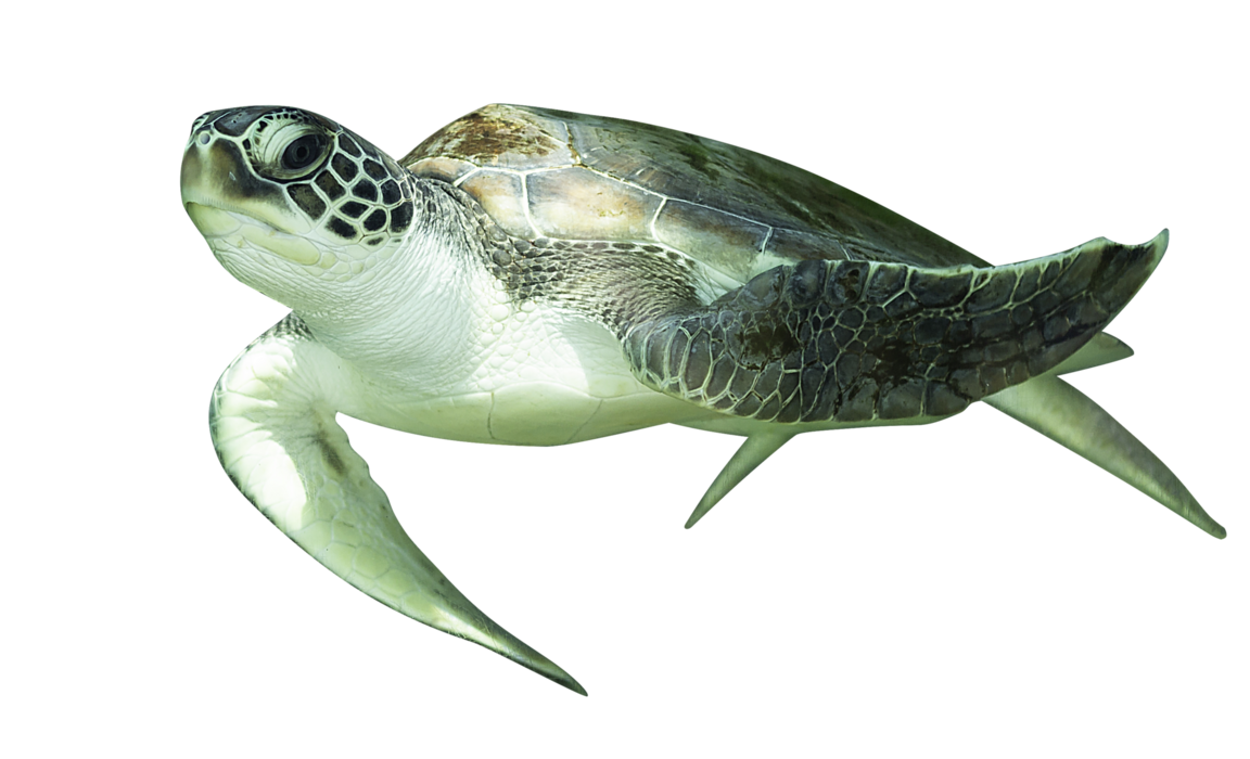 Turtle PNGs for Free Download