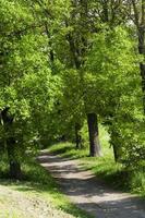 Spring road . countryside photo