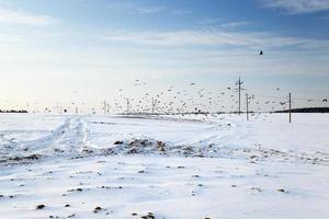 power poles ,  field photo