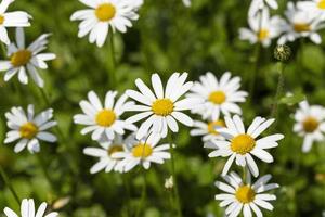 white daisy flowers. photo