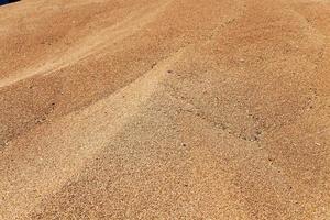 wheat crop . summer photo