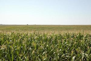 grow immature corn photo