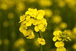 canola en flor. primavera foto