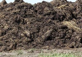 manure for fertilizer photo