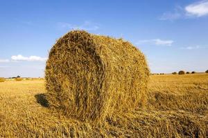 agricultural field close up photo