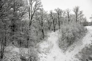 árboles en el invierno foto