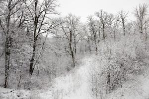 trees in the winter photo