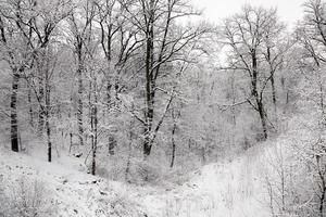 trees in the winter photo