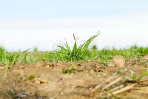 young grass plants, close-up photo