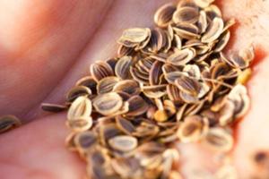 mature seeds of dill photo