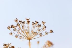 brown fennel stalk photo