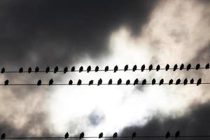 pájaros en un alambre foto