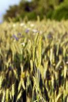 agriculture , grass grows photo