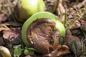 fruit garden crop photo