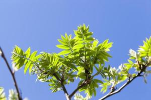 green leaves of mountain ash photo