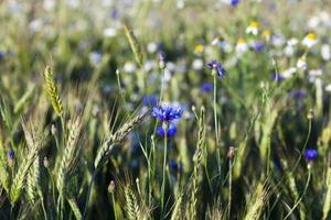 chamomile with cornflowers photo