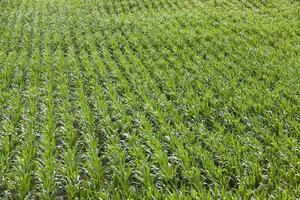 Field with corn photo