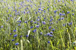 blue cornflowers in a field photo