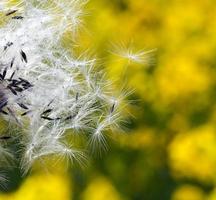 Dandelion seed close up photo