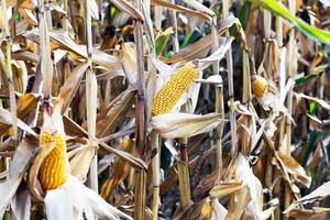 agricultura, primer plano de maíz foto