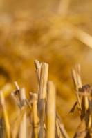 straw after harvest photo