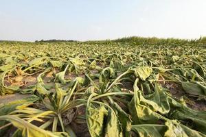 sluggish sugar beet photo